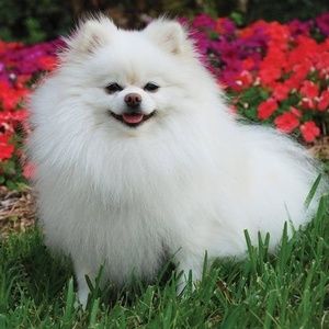 Meet your Posher, Miriam a.